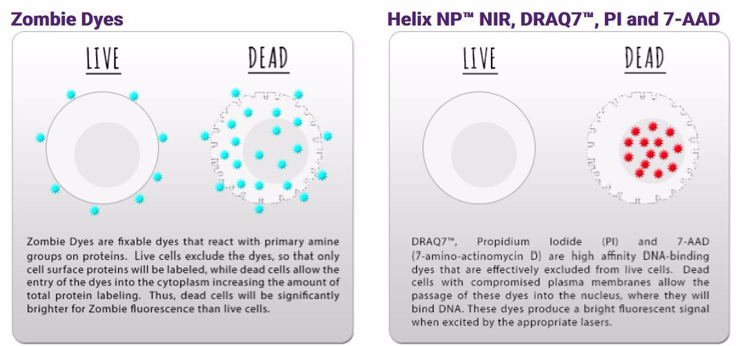 Biolegend Live Dead Cell Discrimination Www Chromocyte Com